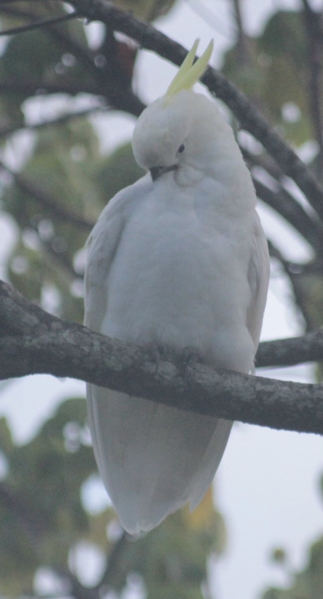 Sulphur-crested Cockatoo - ML646542182
