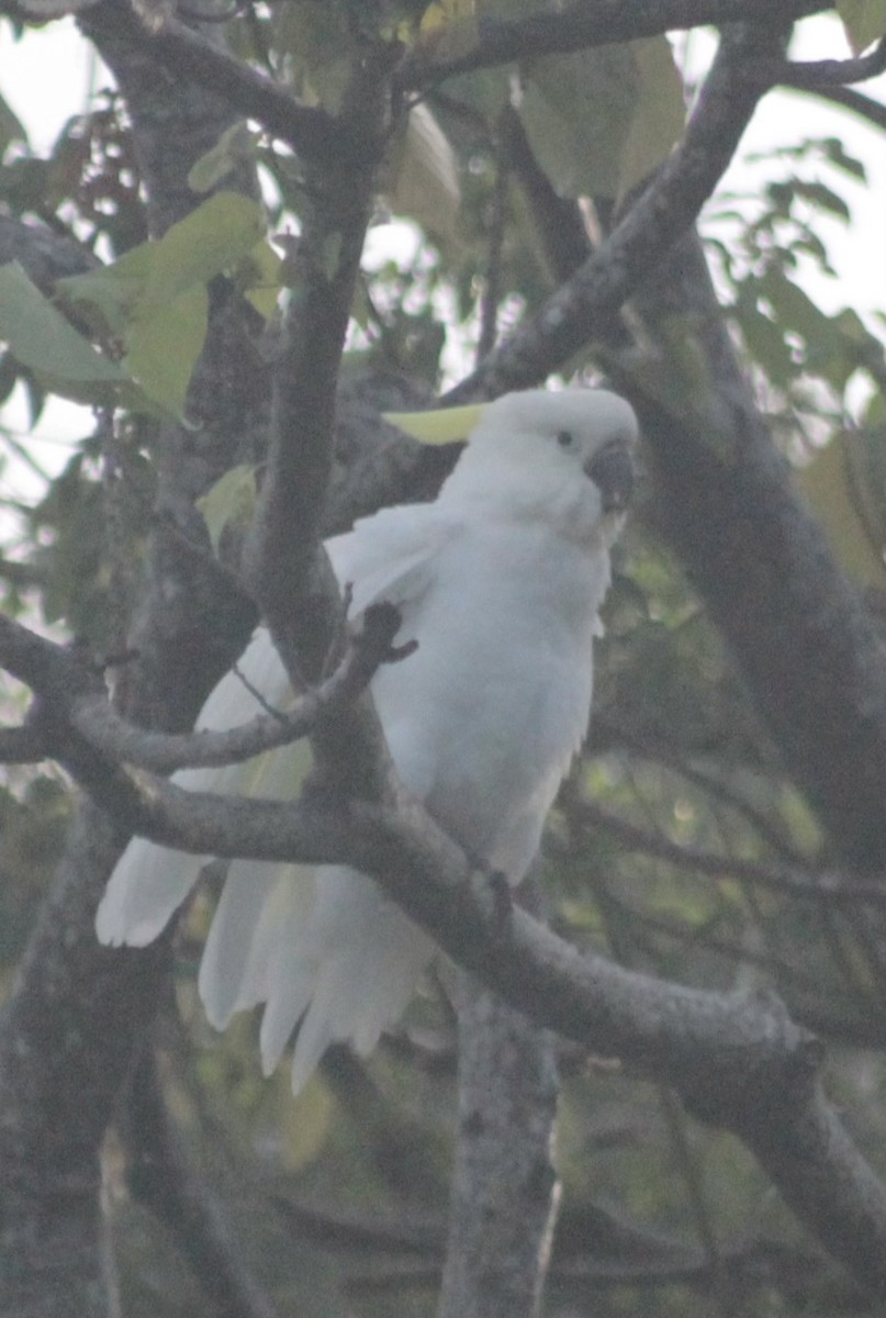 Sulphur-crested Cockatoo - ML646542184