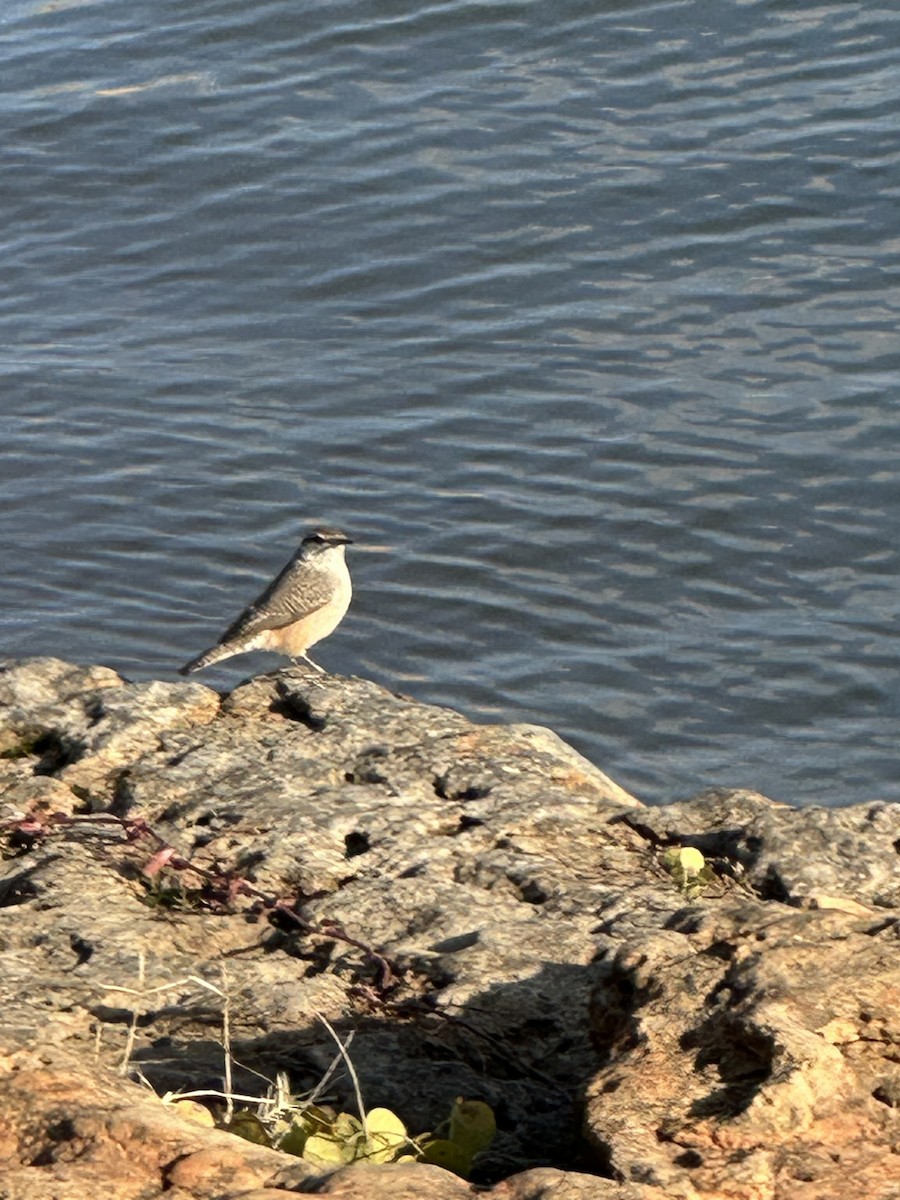 Rock Wren - ML646542188