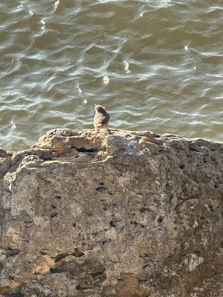 Rock Wren - ML646542189