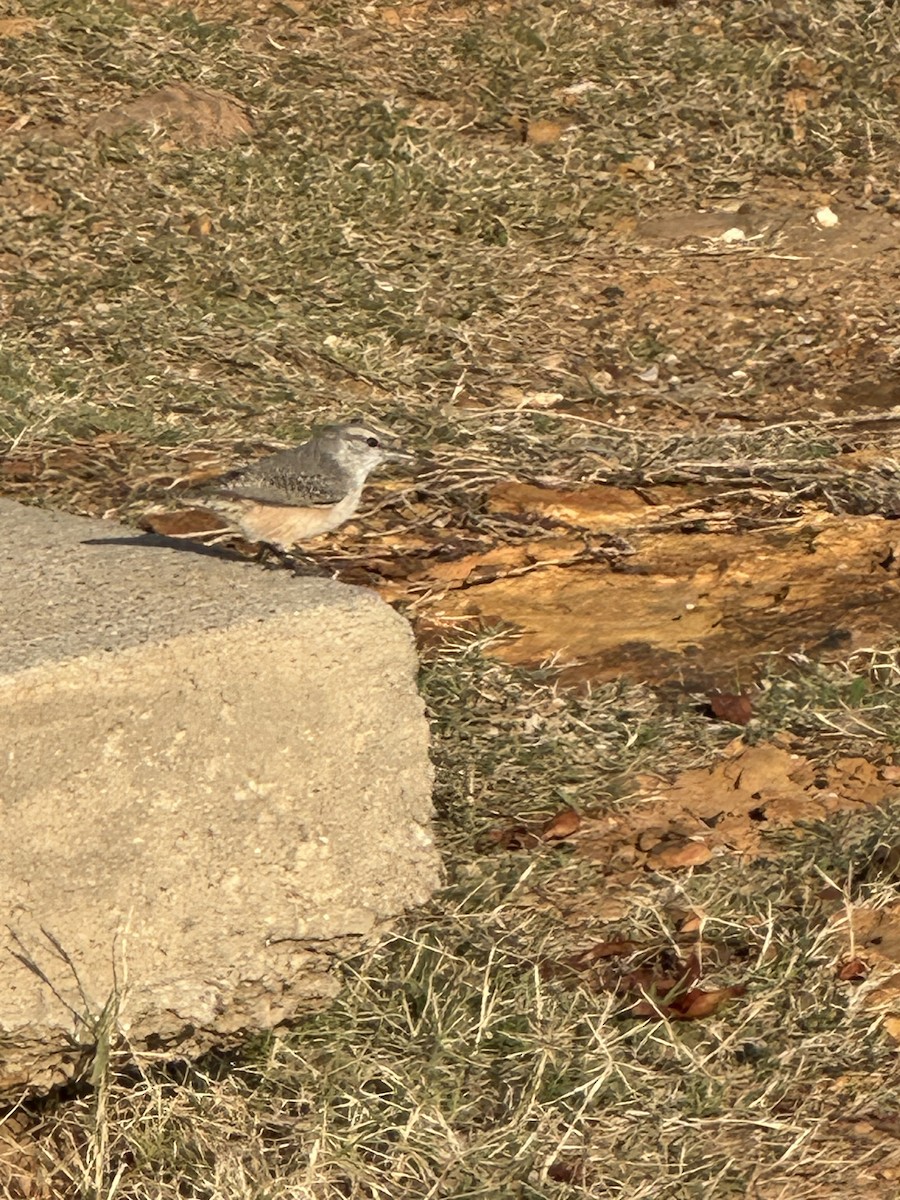Rock Wren - ML646542190