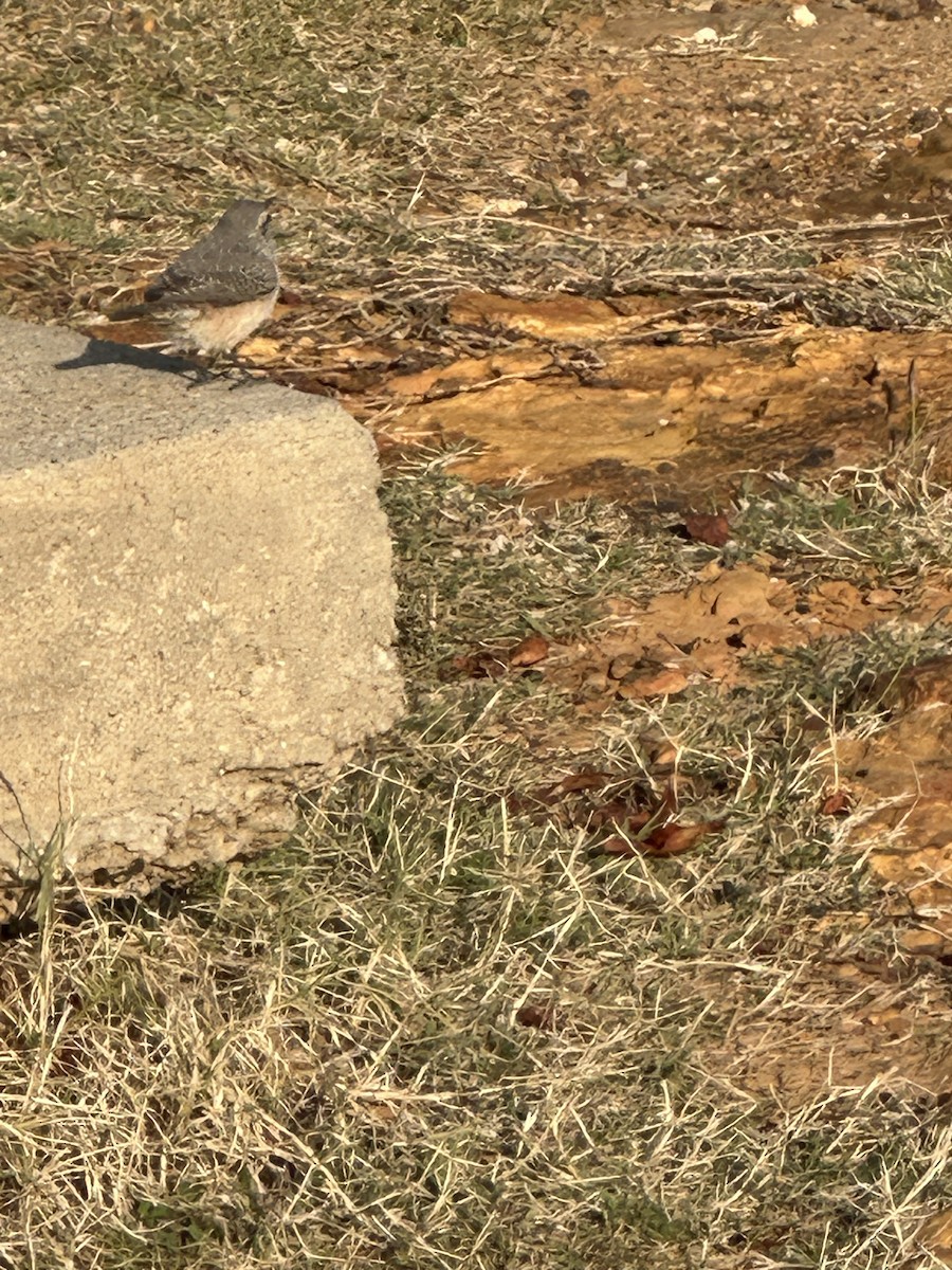 Rock Wren - ML646542191