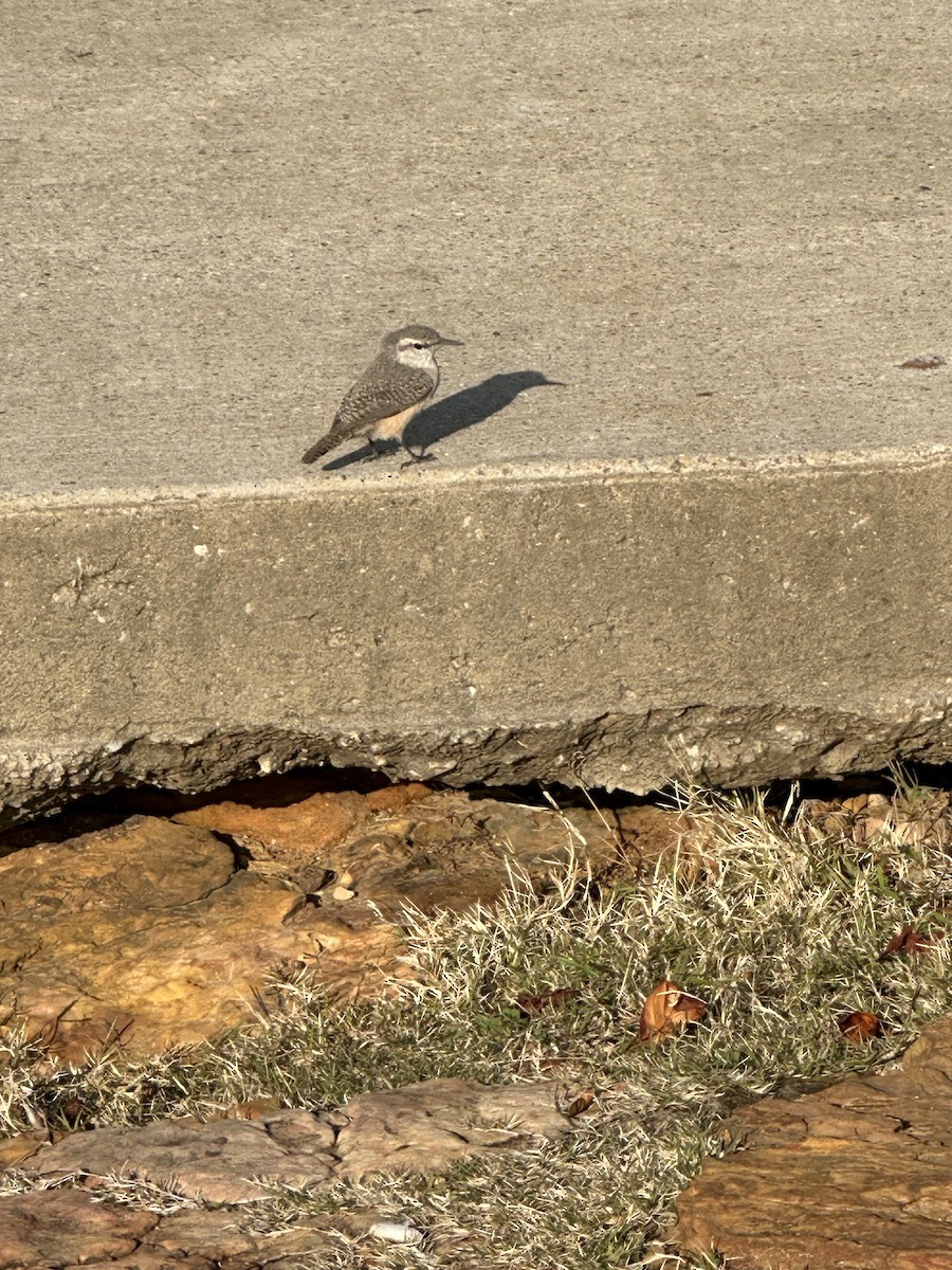 Rock Wren - ML646542192