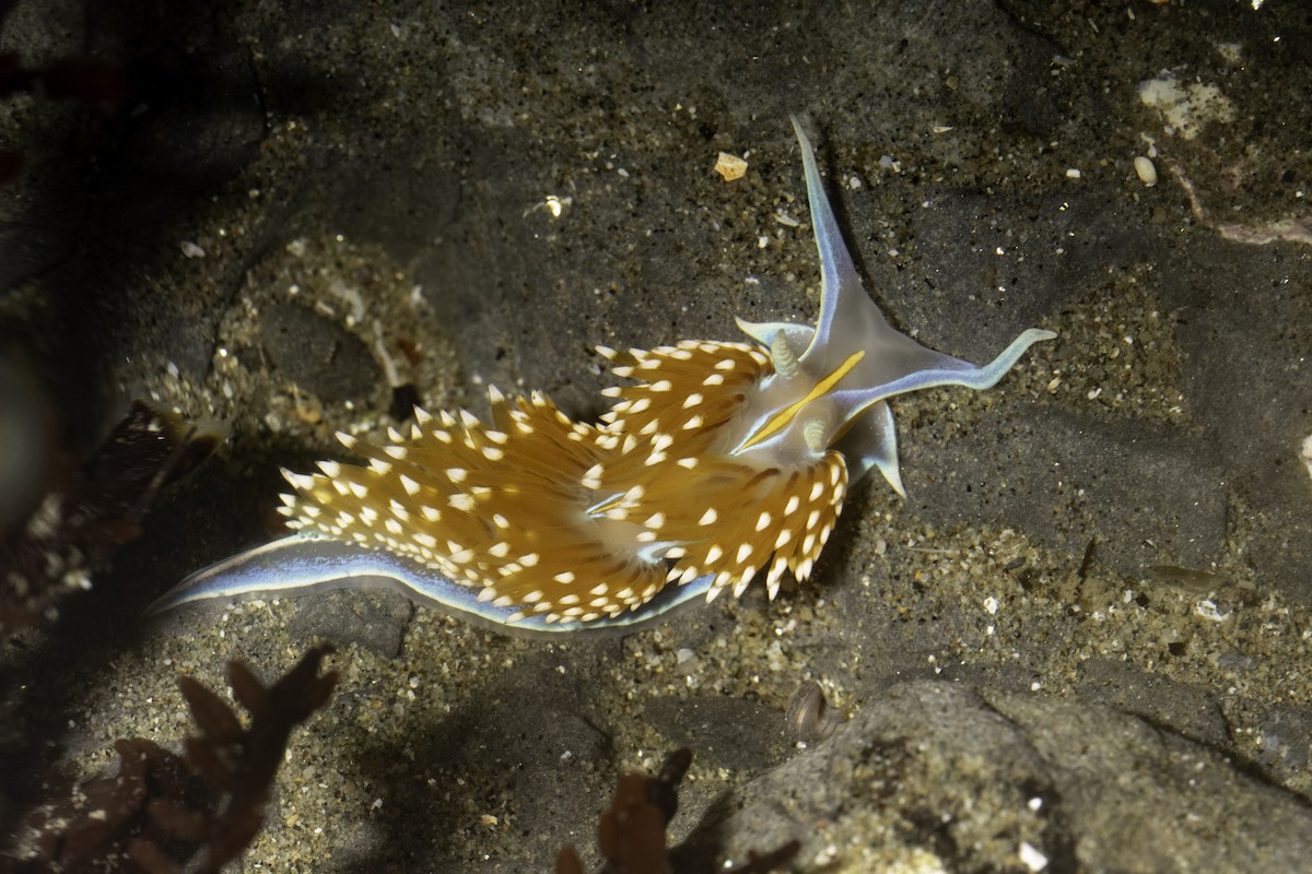 Opalescent Nudibranch - ML646542194
