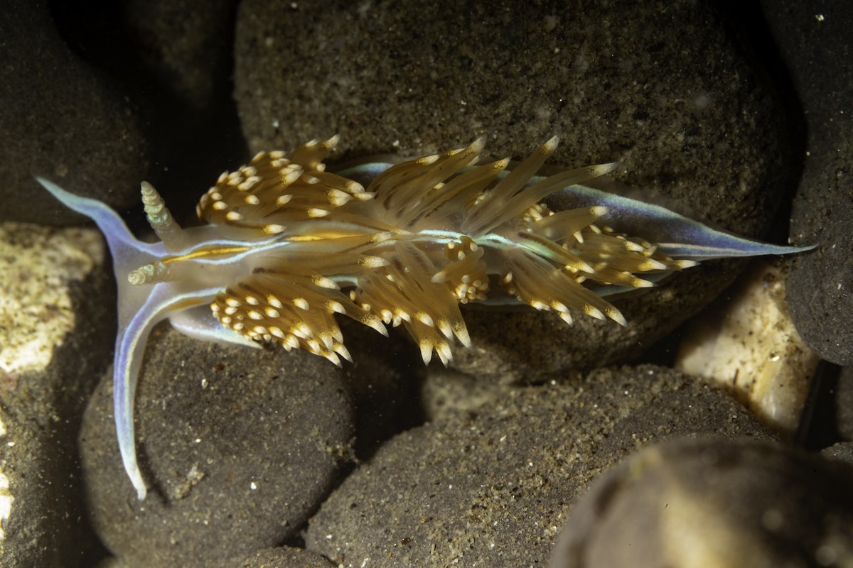 Opalescent Nudibranch - ML646542195