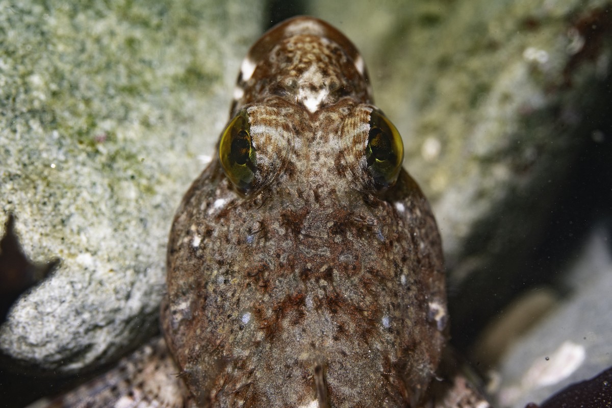 Wooly Sculpin - ML646542197