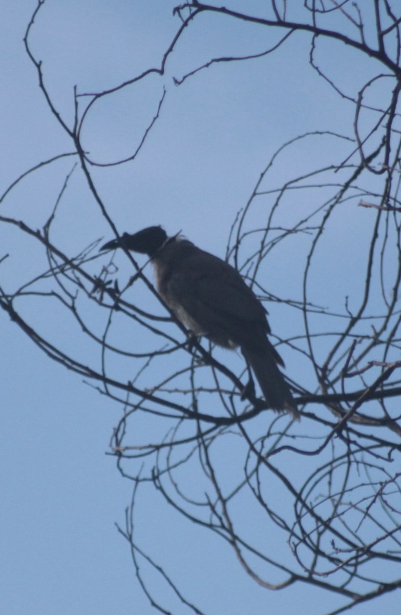 Noisy Friarbird - ML646542205