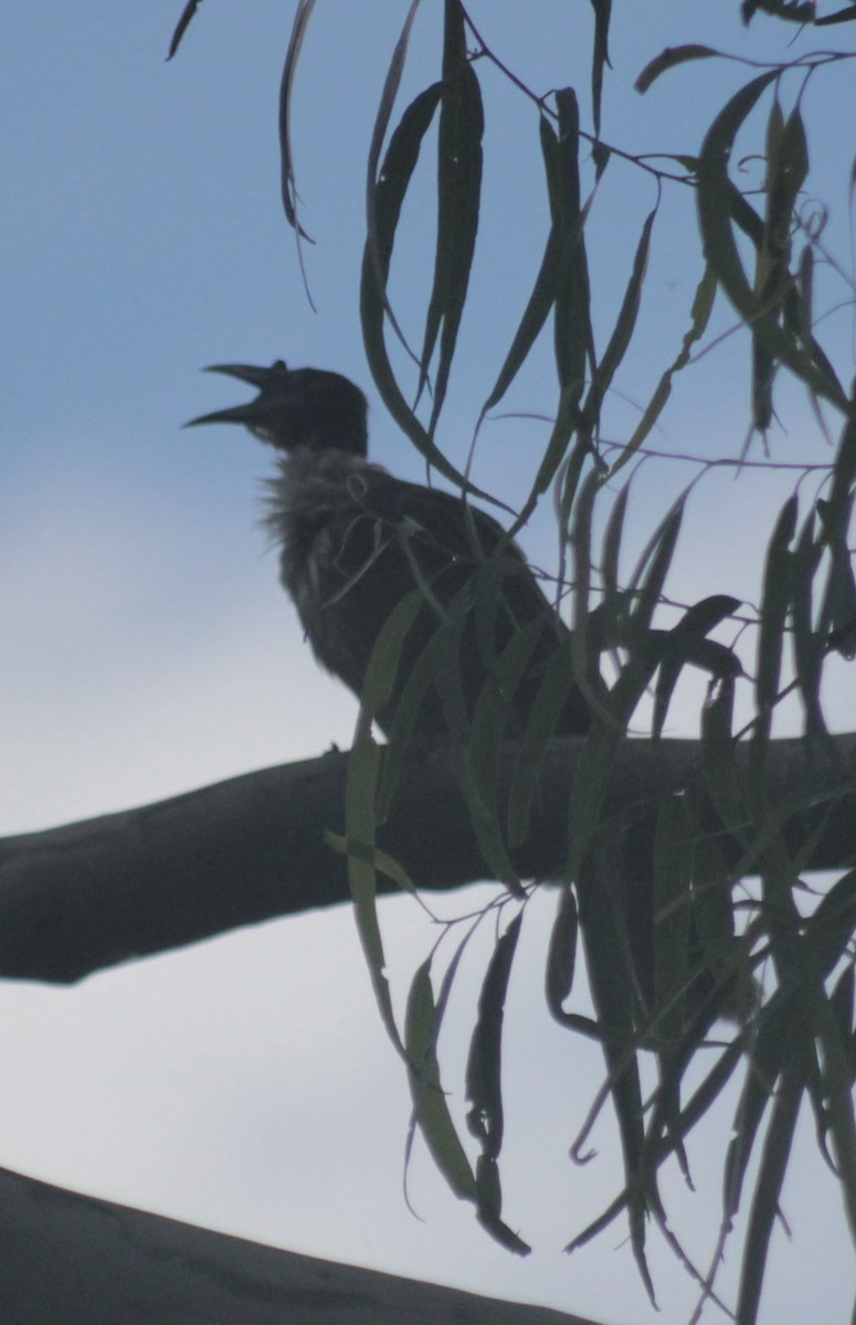 Noisy Friarbird - ML646542207
