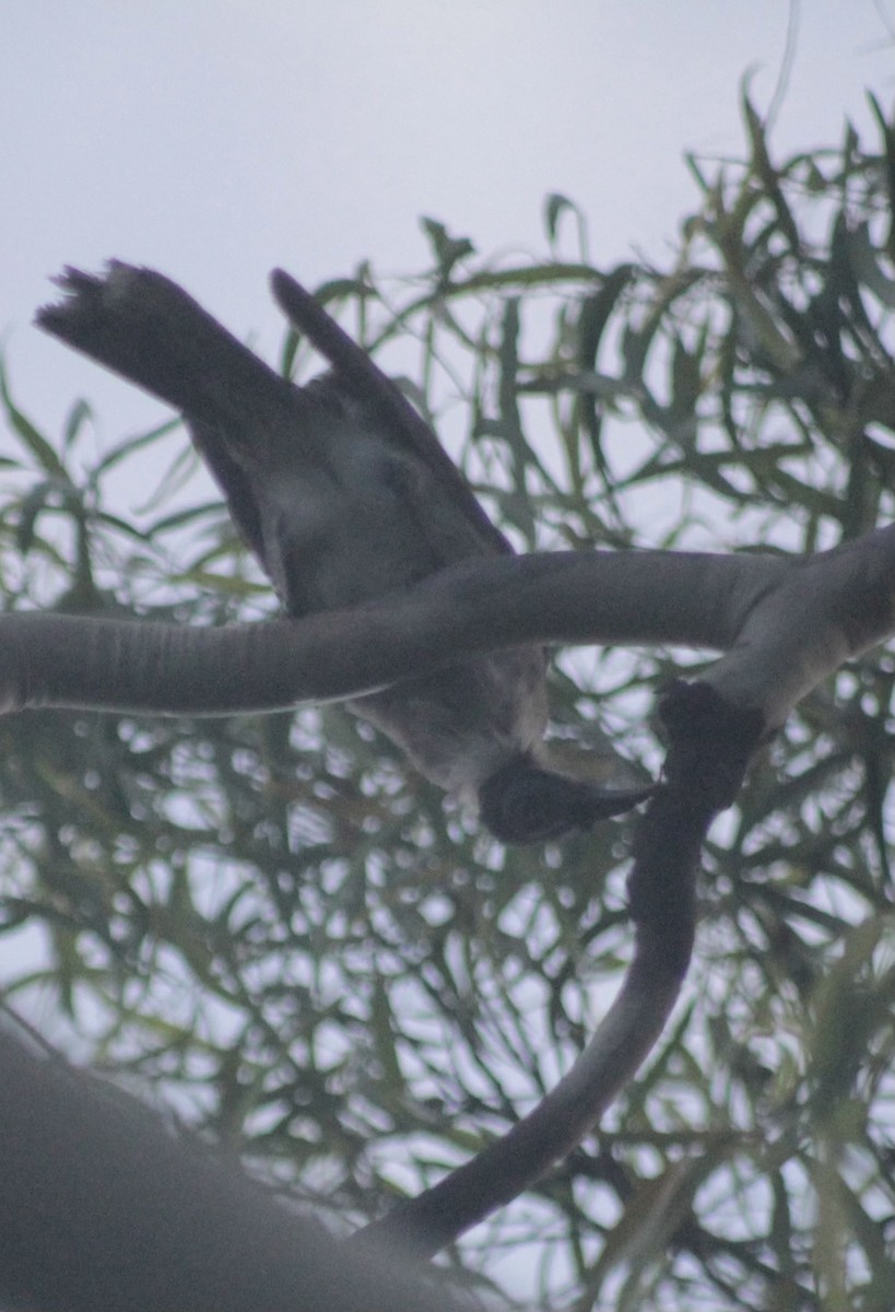 Noisy Friarbird - ML646542208