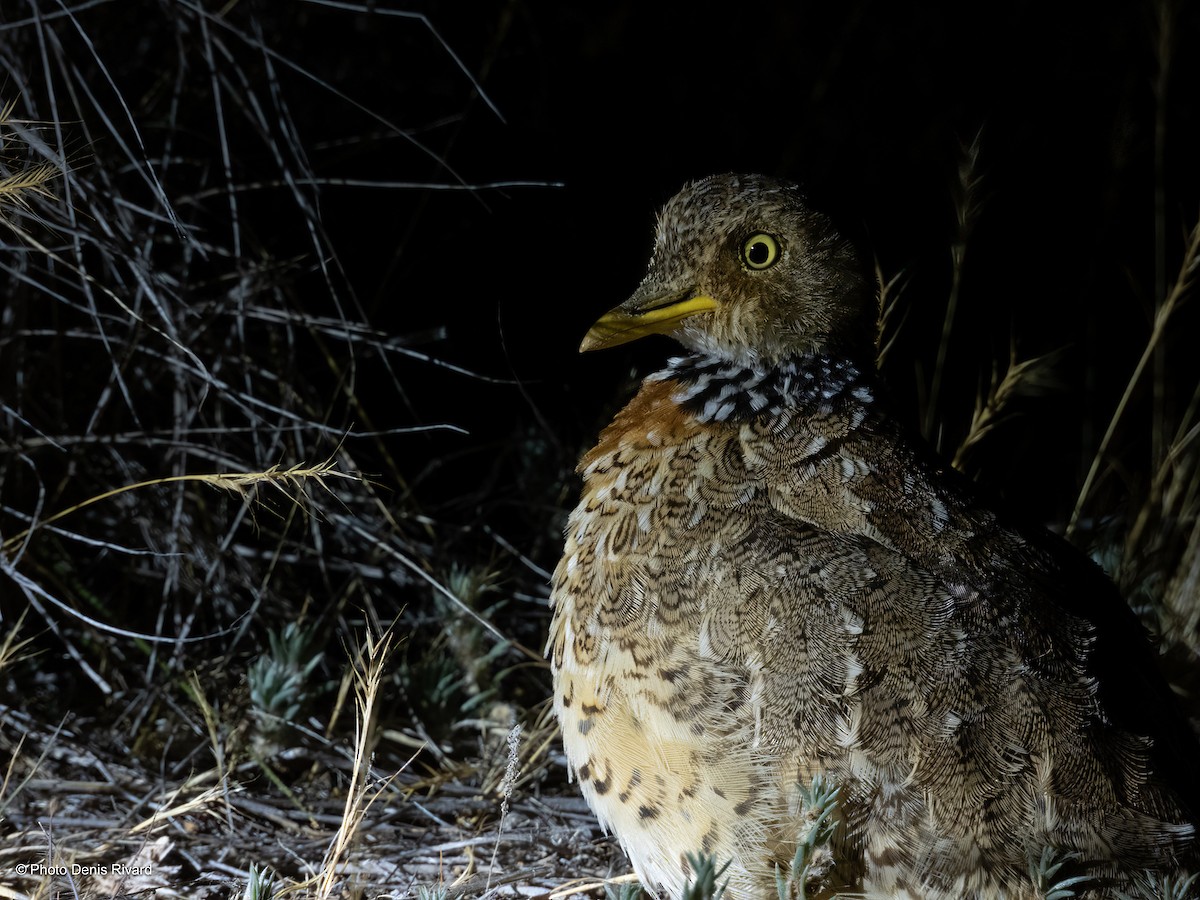 Plains-wanderer - ML646542209