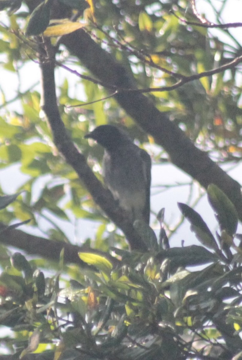 Black-faced Cuckooshrike - ML646542211