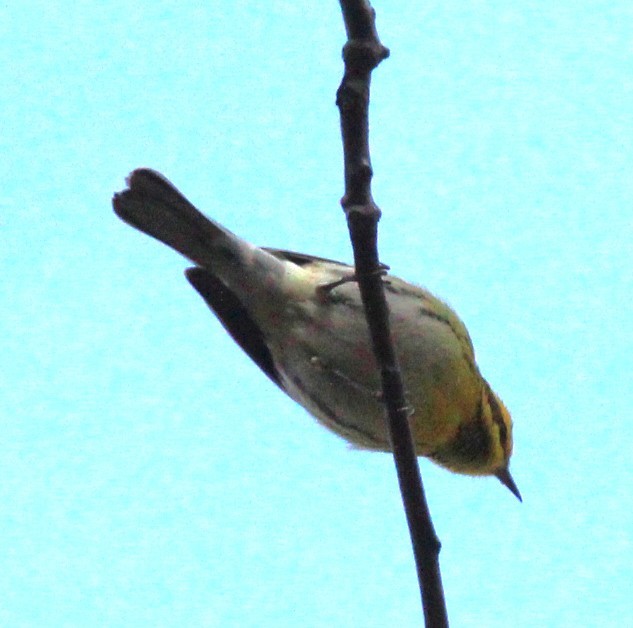 granparula - ML646542212