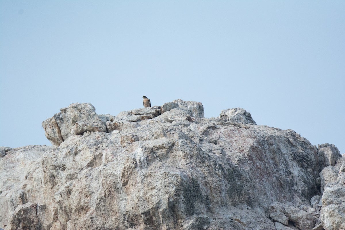 Peregrine Falcon - ML646542221