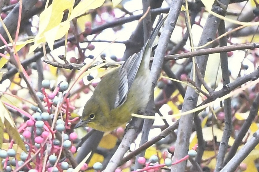 Pine Warbler - ML646542222
