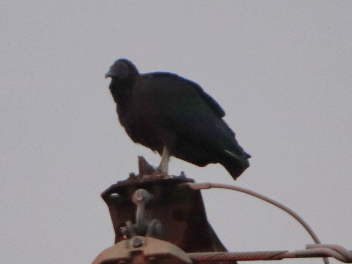 Black Vulture - ML646542226