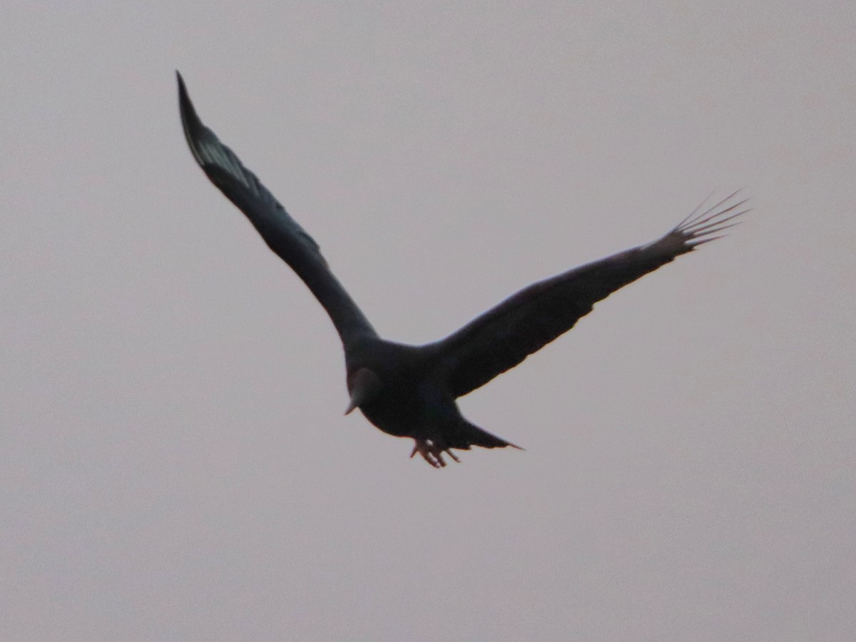 Black Vulture - ML646542227