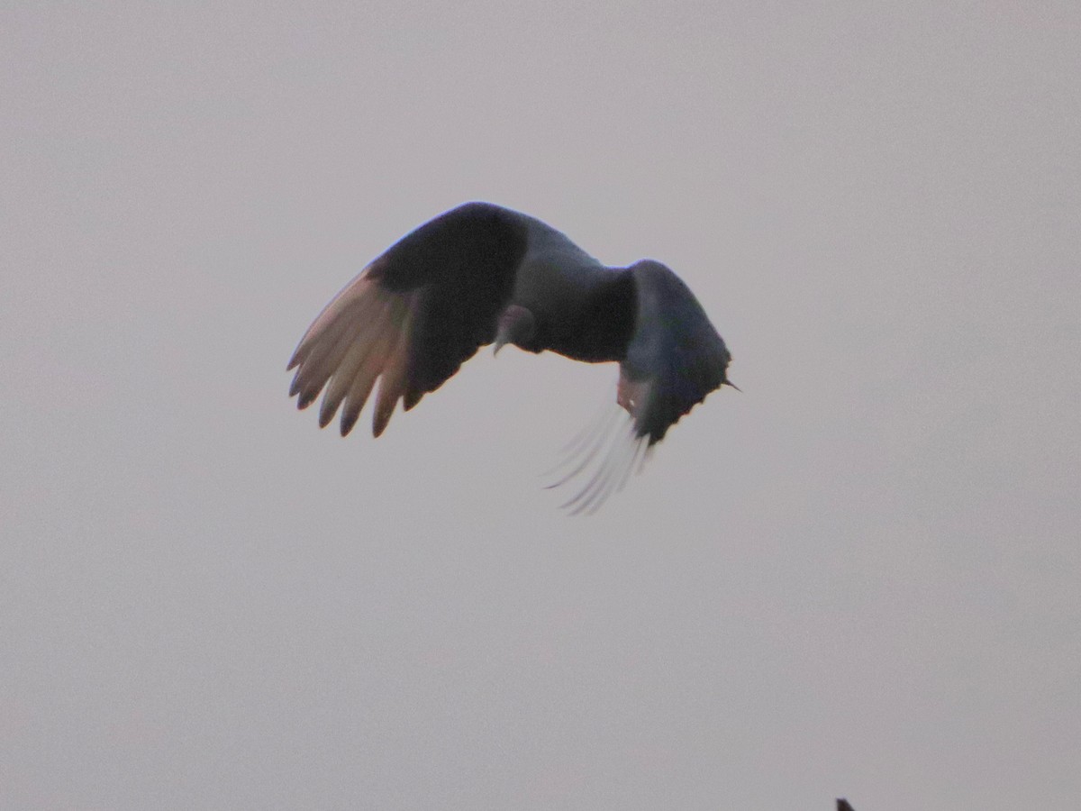 Black Vulture - ML646542228
