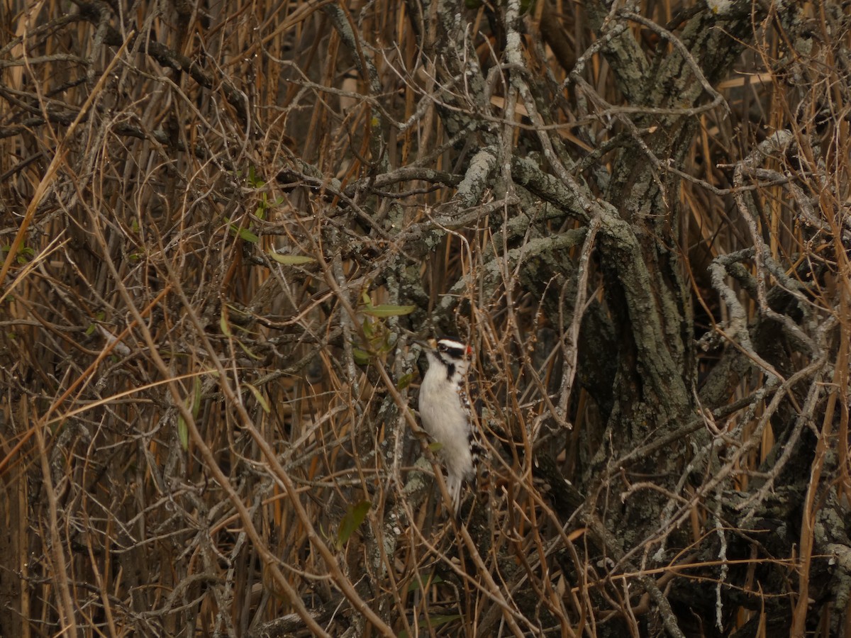 Downy Woodpecker - ML646542230