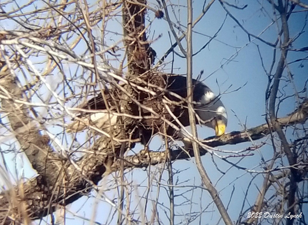 Bald Eagle - ML646542232