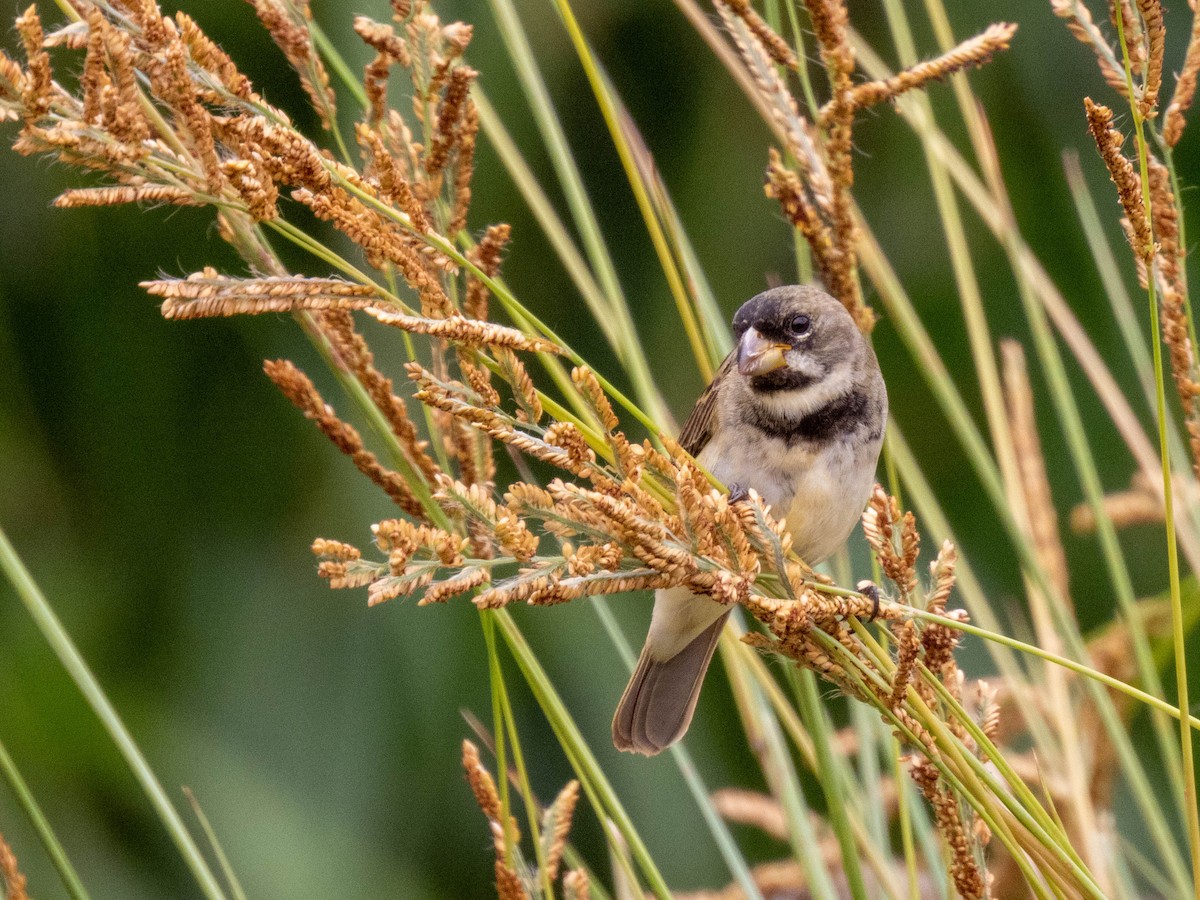 Double-collared Seedeater - ML646542235