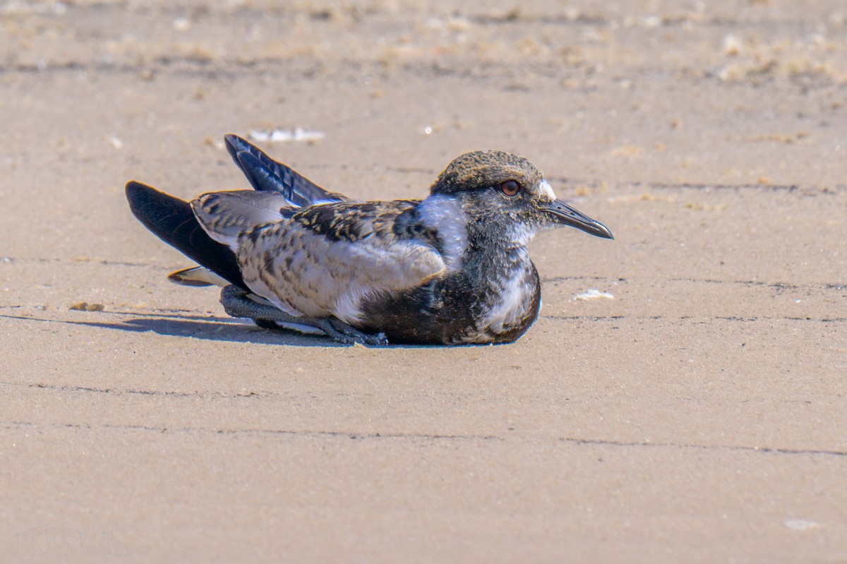 Zırhlı Kızkuşu - ML646542237