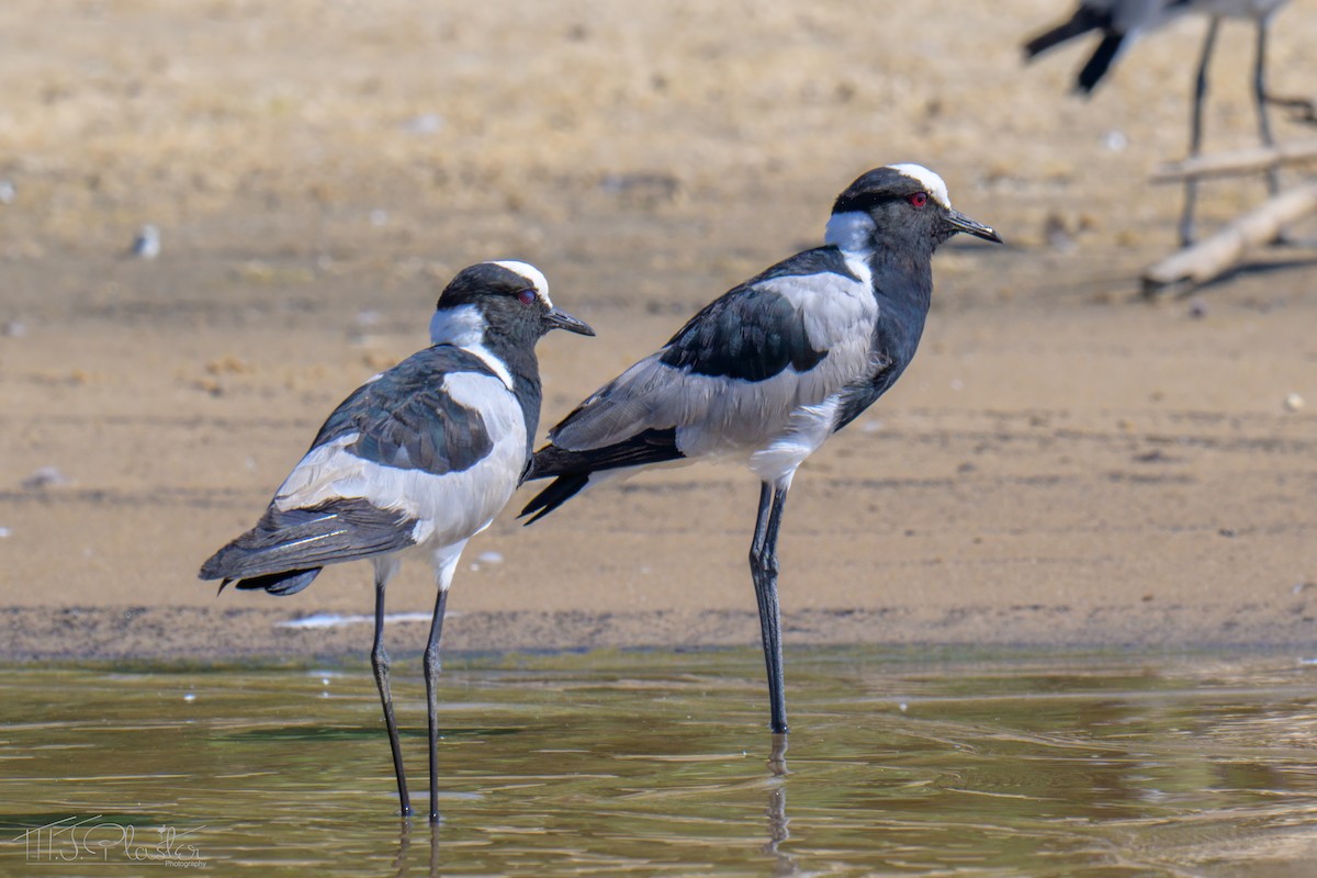 Zırhlı Kızkuşu - ML646542238