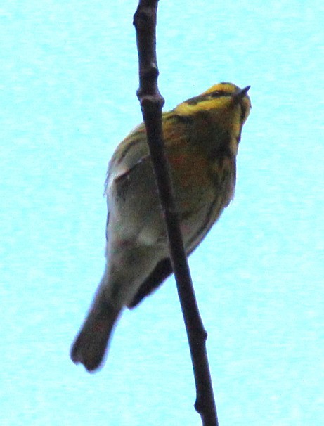 granparula - ML646542239