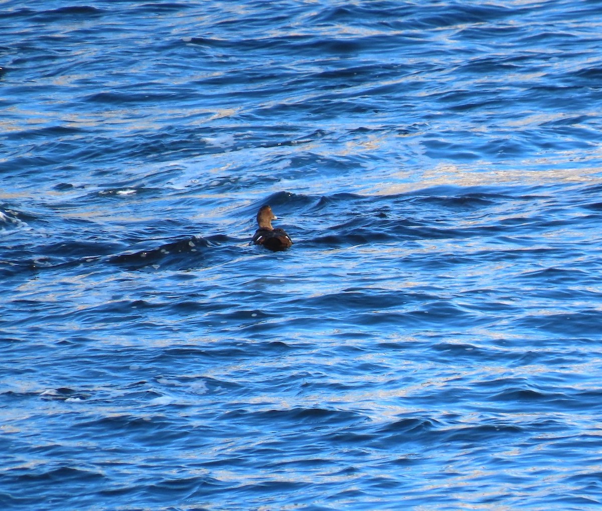 Common Eider - ML646542240