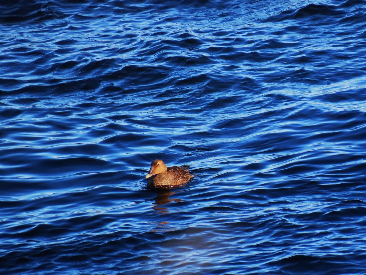 Common Eider - ML646542241