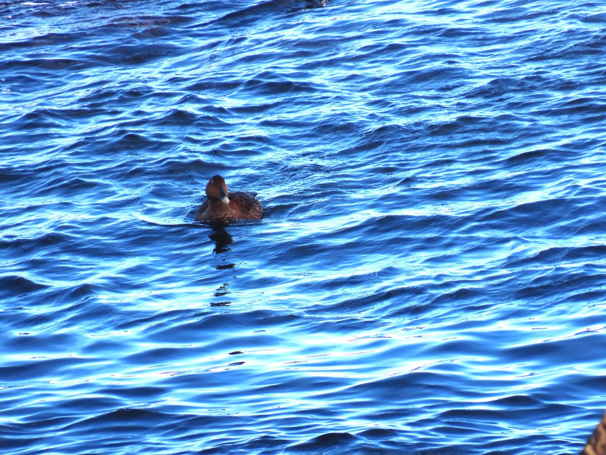 Common Eider - ML646542242