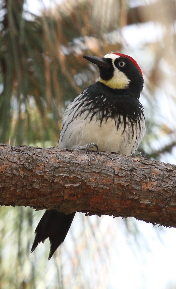 Acorn Woodpecker - ML646542243