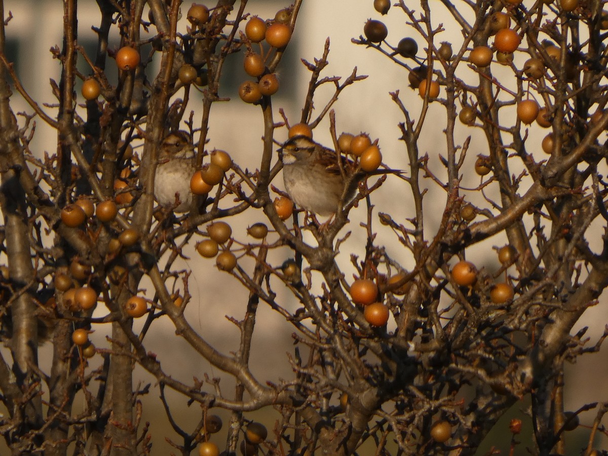 White-throated Sparrow - ML646542245
