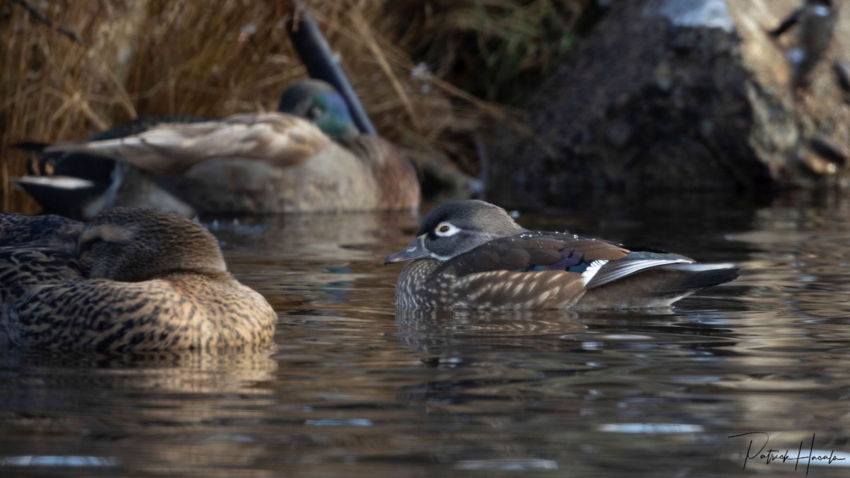 Brautente - ML646542246