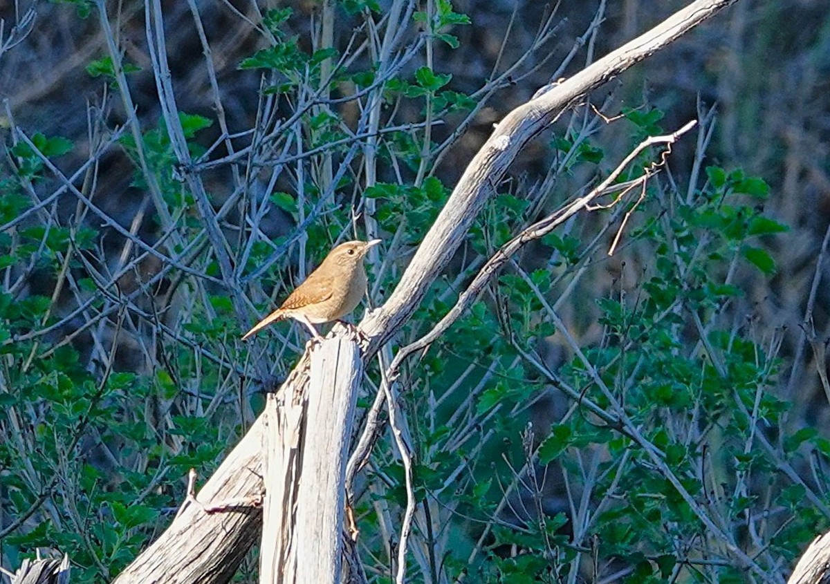 Northern House Wren - ML646542247