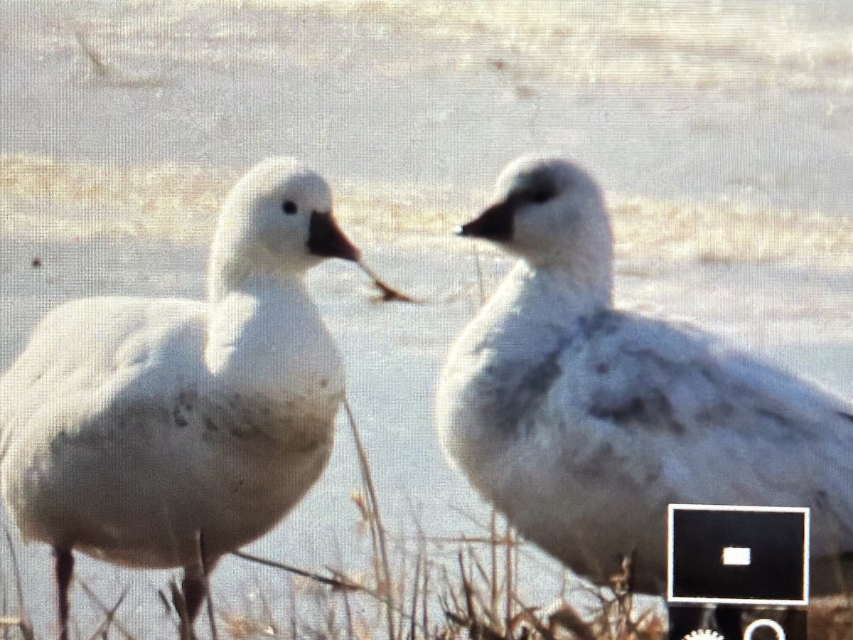 Ross's Goose - ML646542248