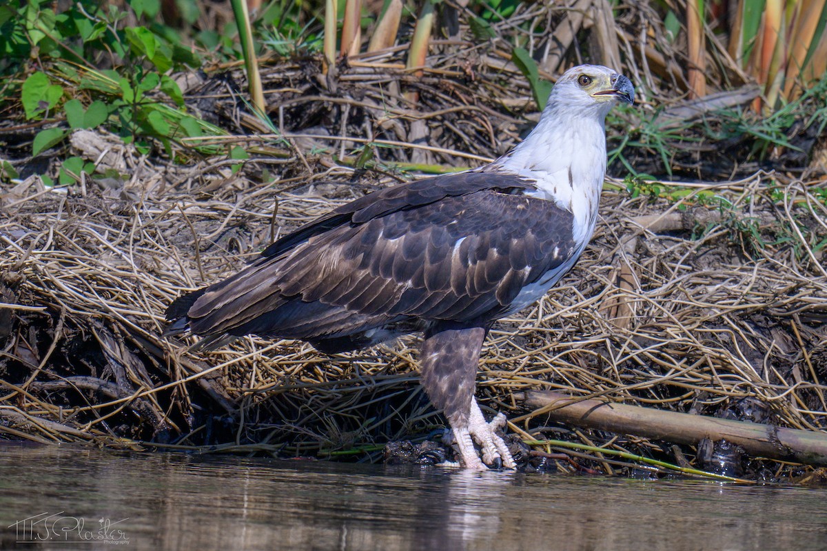Afrika Balık Kartalı - ML646542250