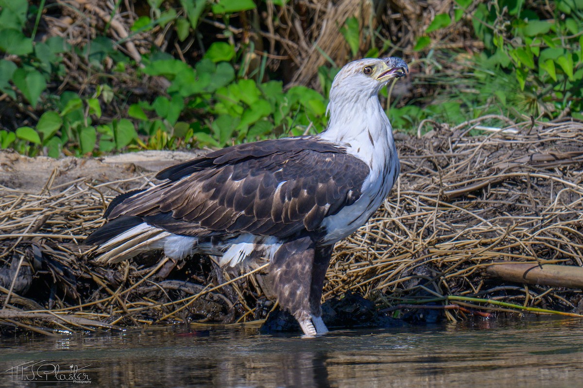 Afrika Balık Kartalı - ML646542251
