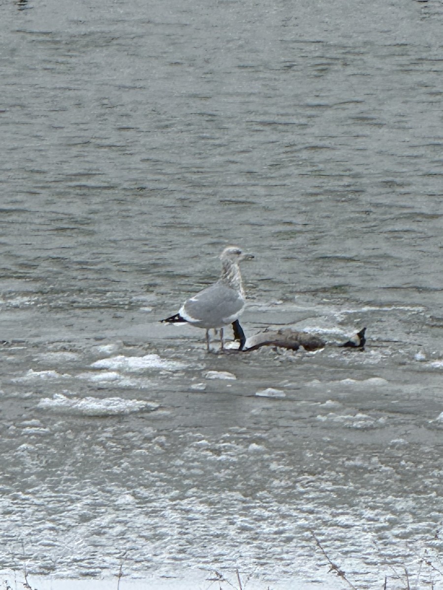 Gaviota Argéntea Americana - ML646542252