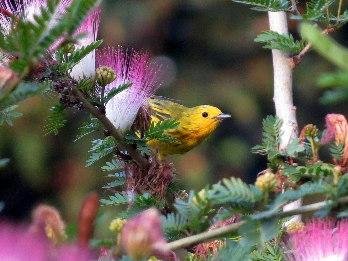 Northern Yellow Warbler - ML646542254