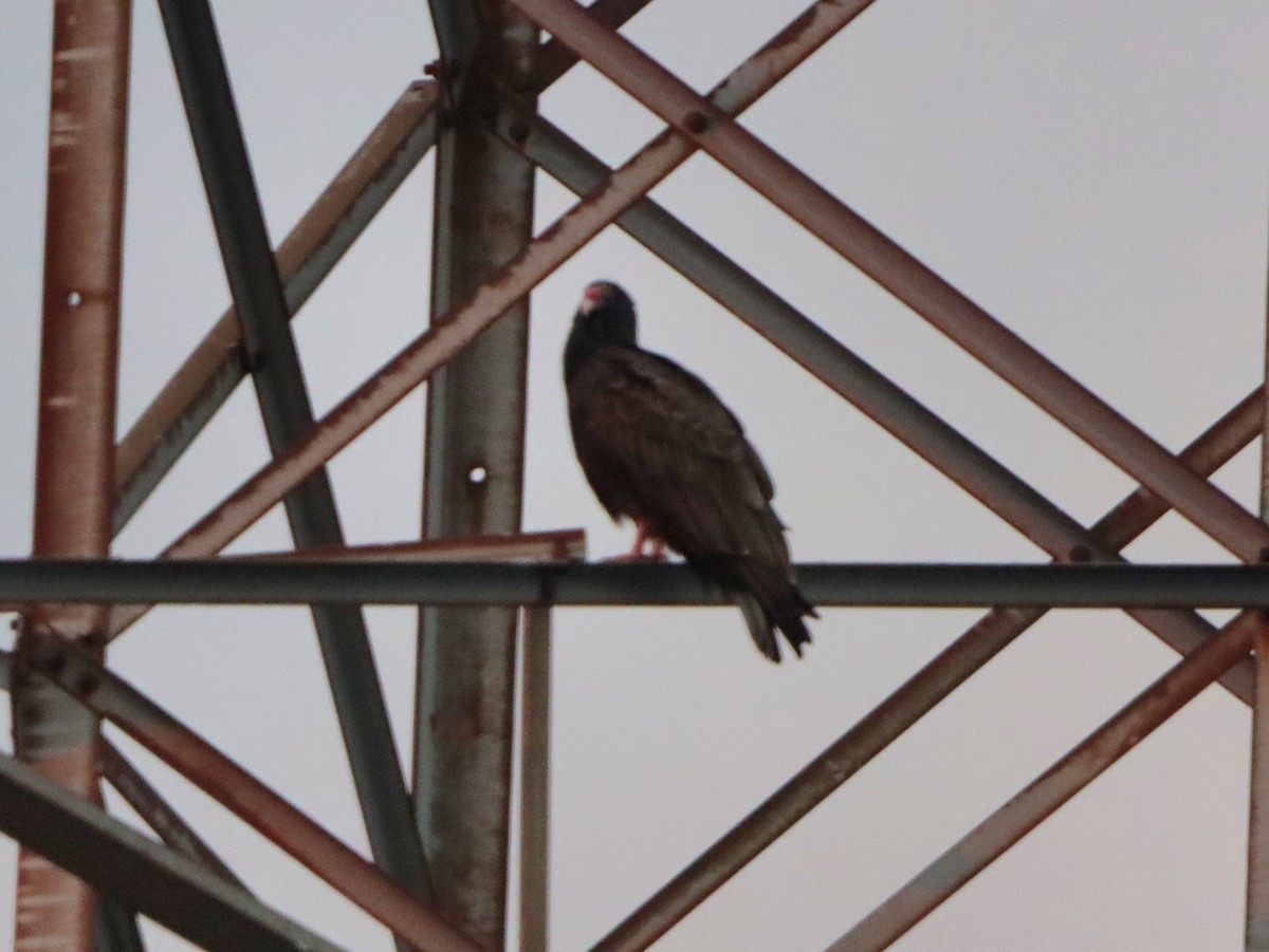 Turkey Vulture - ML646542258
