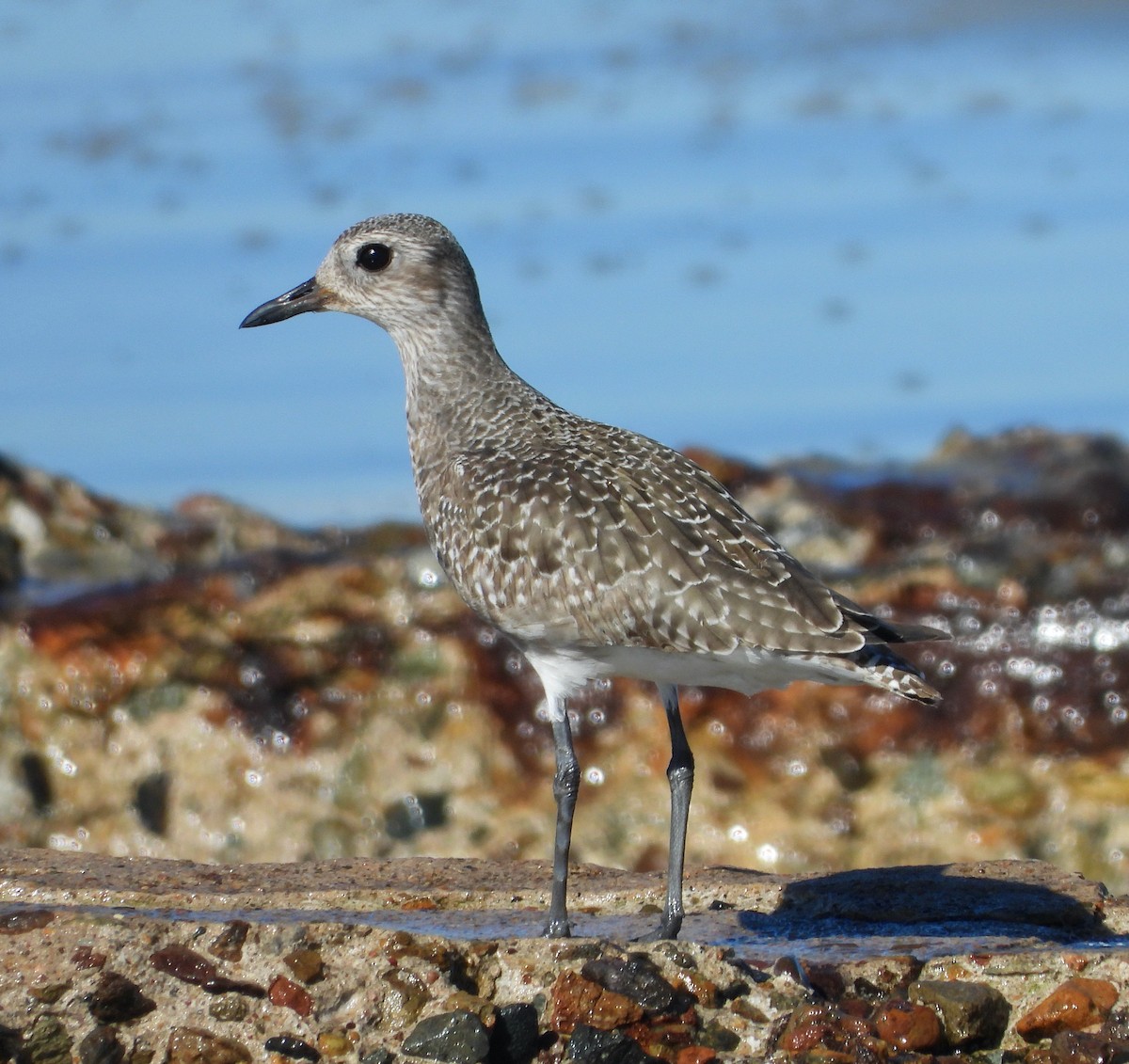 ダイゼン - ML646542259