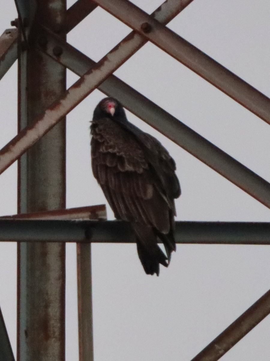 Turkey Vulture - ML646542260