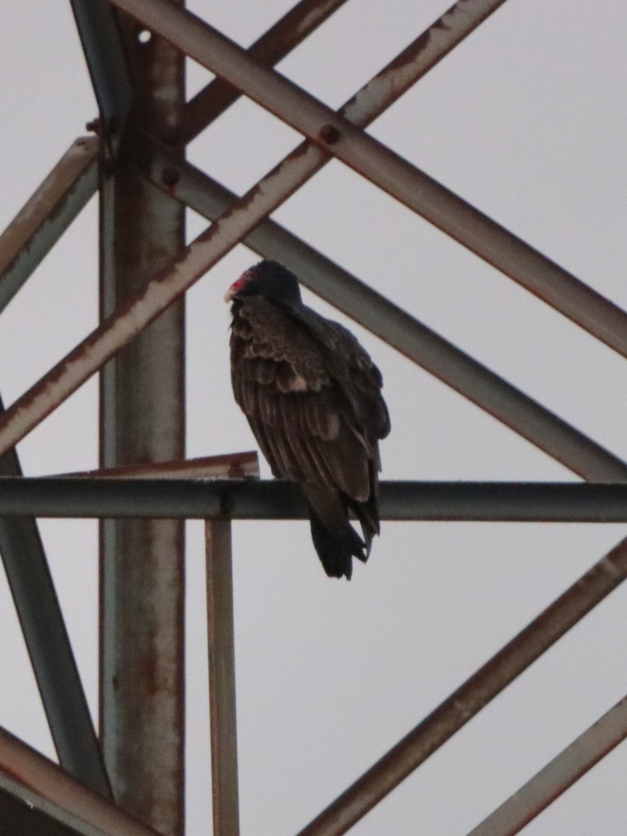 Turkey Vulture - ML646542262