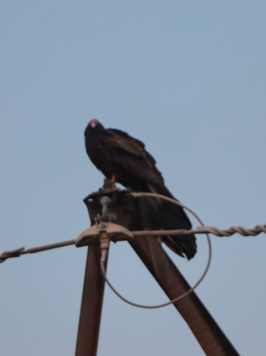 Turkey Vulture - ML646542263