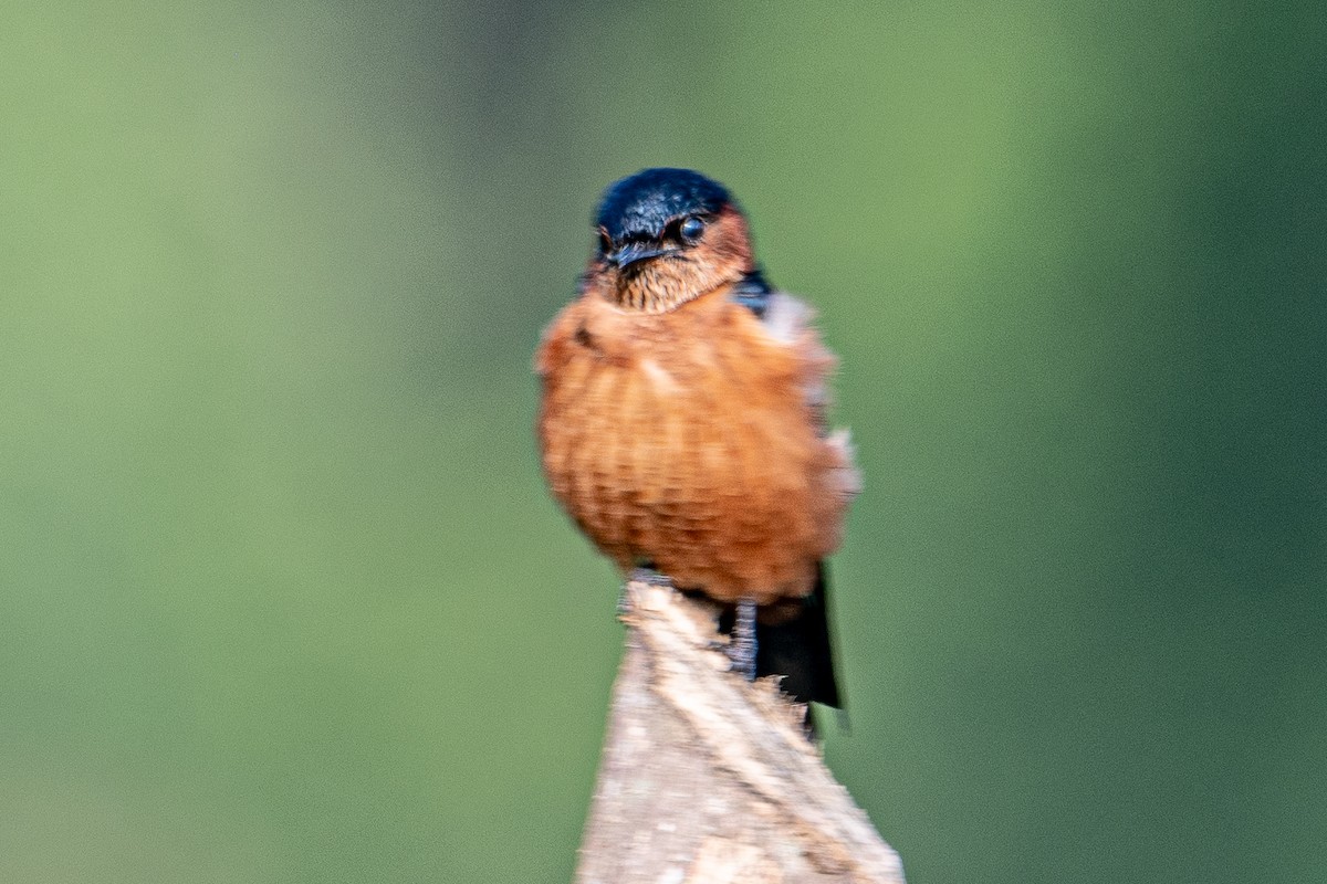 Enara ipurgorri zeilandarra - ML646542264