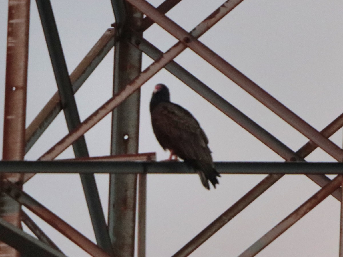 Turkey Vulture - ML646542265