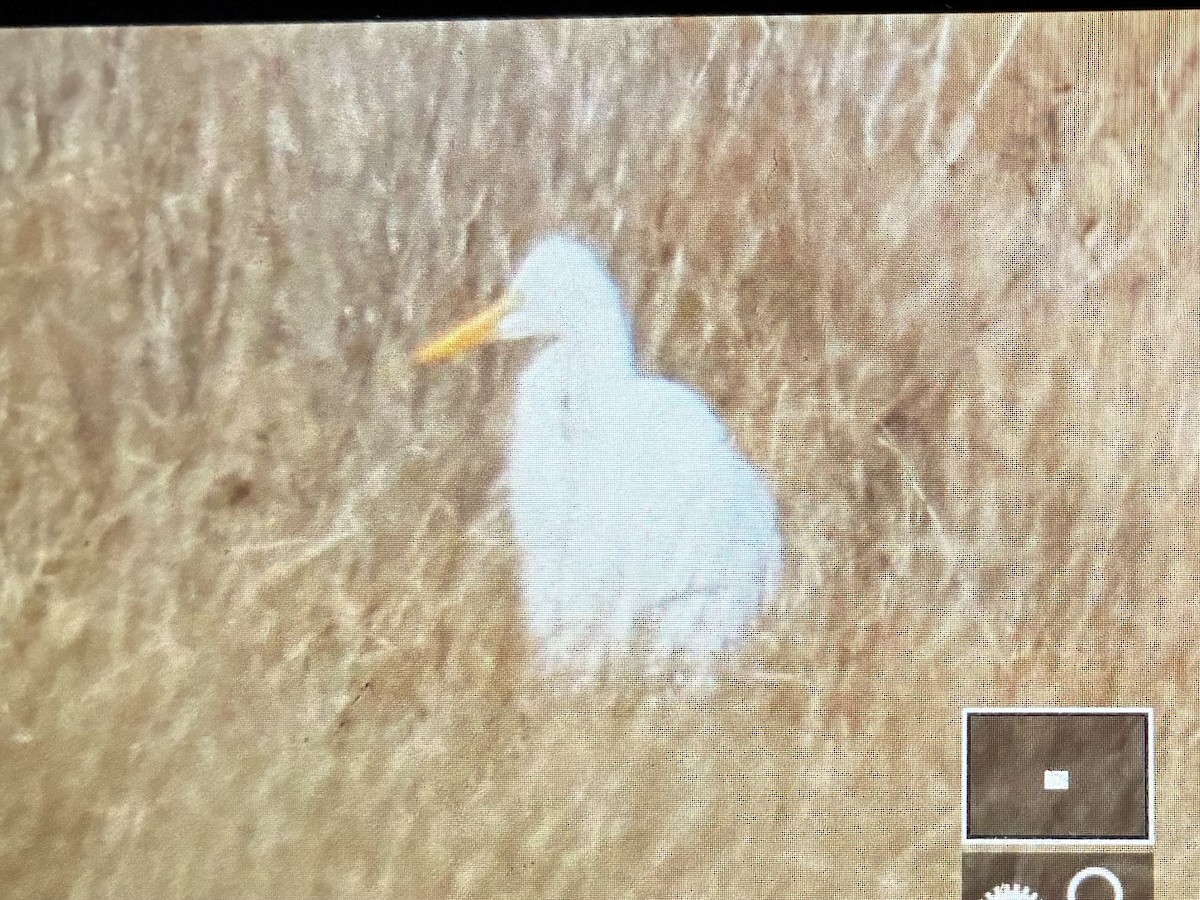 Great Egret - ML646542266