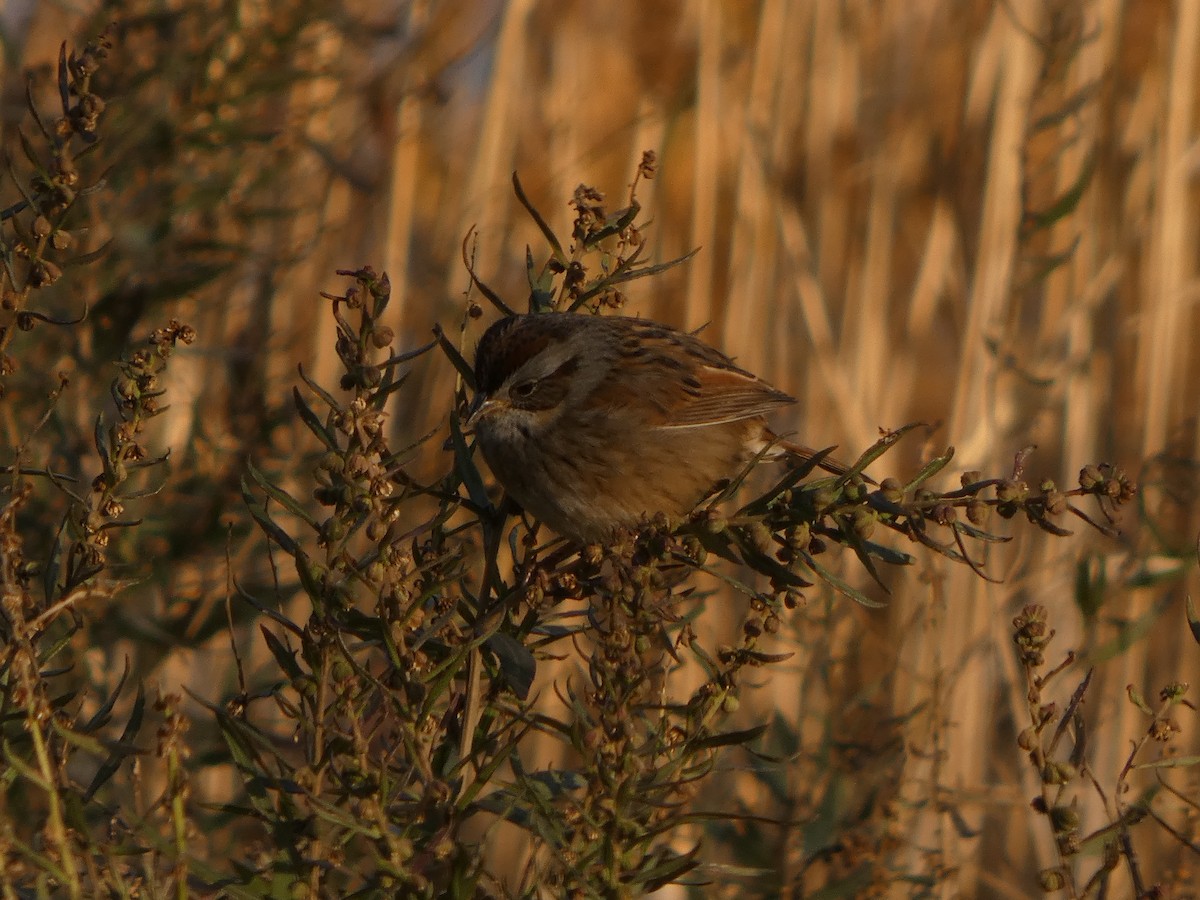Swamp Sparrow - ML646542268