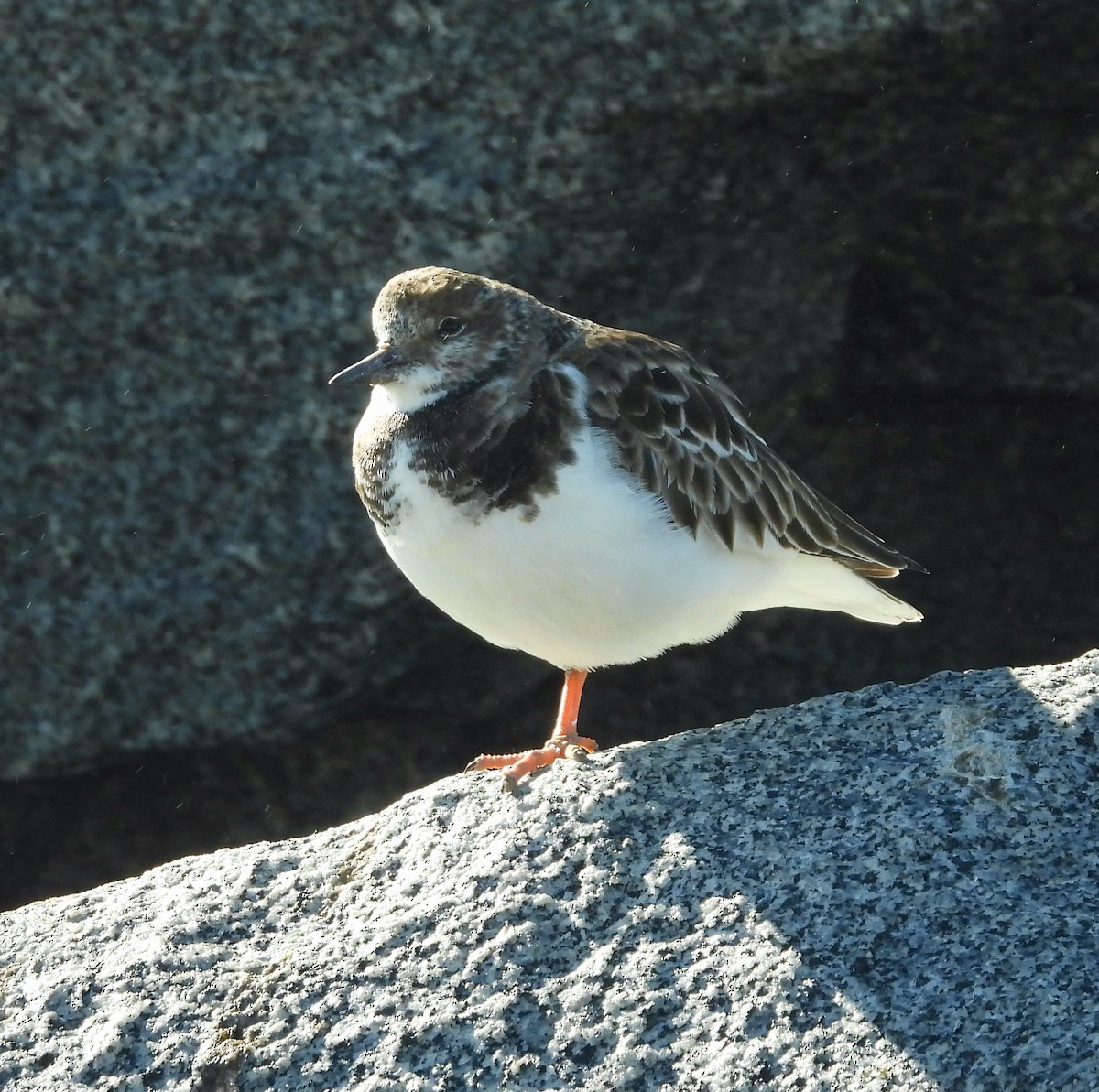 キョウジョシギ - ML646542269