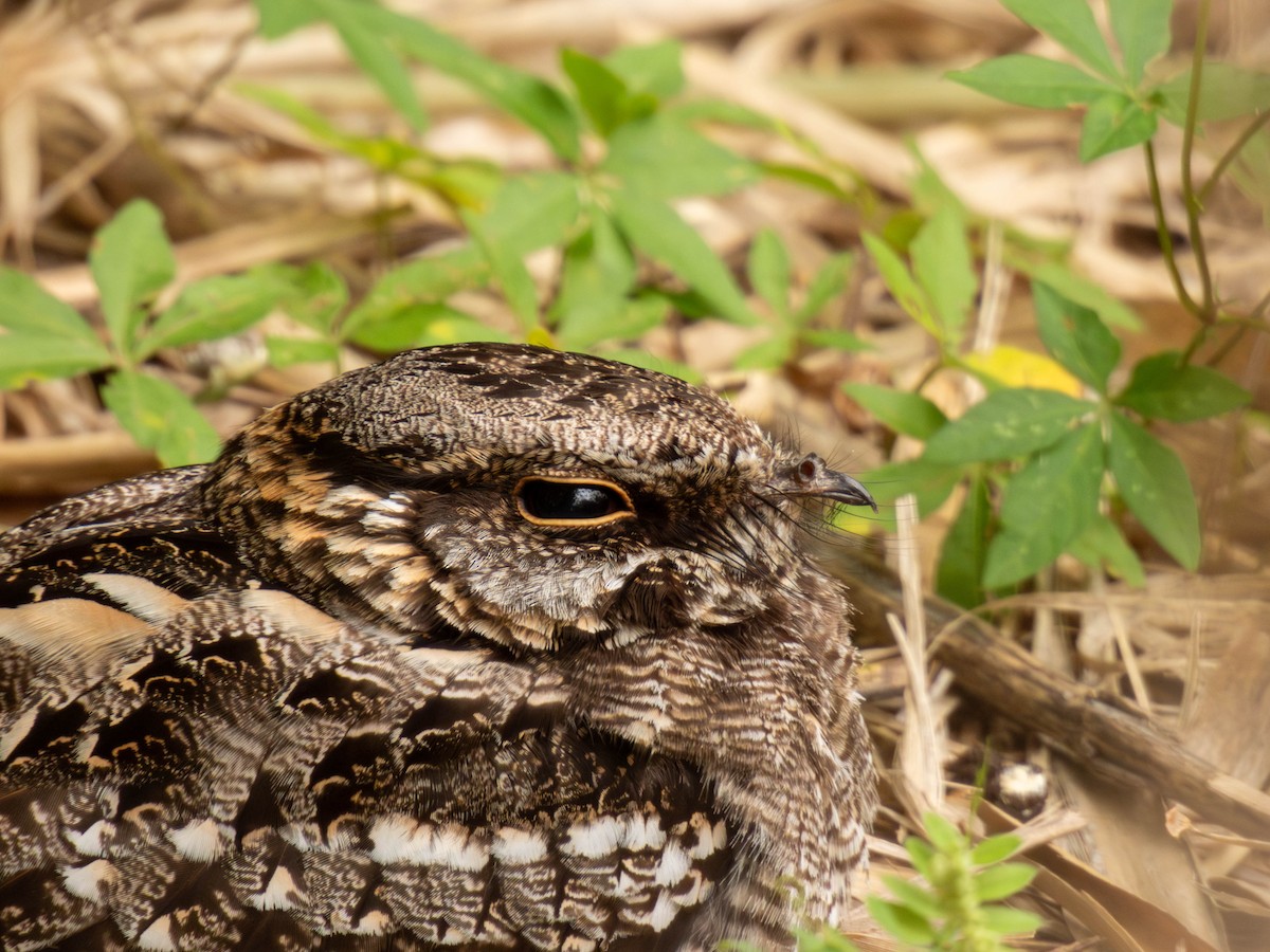 ハサミヨタカ - ML646542270